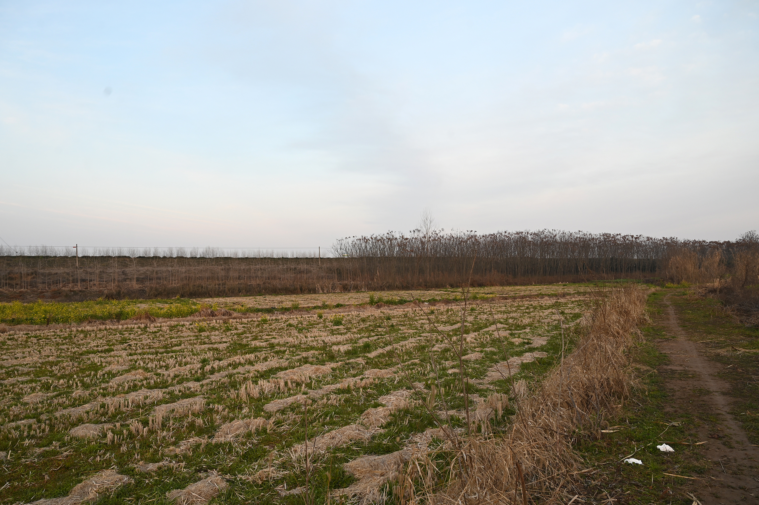 树林远眺落日晚霞