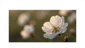 掌握光圈的运用，让你的摄影作品更加亮眼